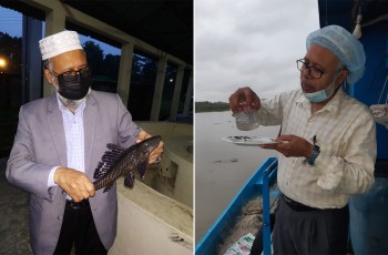 Bangladesh bans suckermouth catfish in light of threats to native fish species