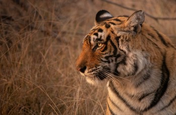 Why Tiger Conservation Matters